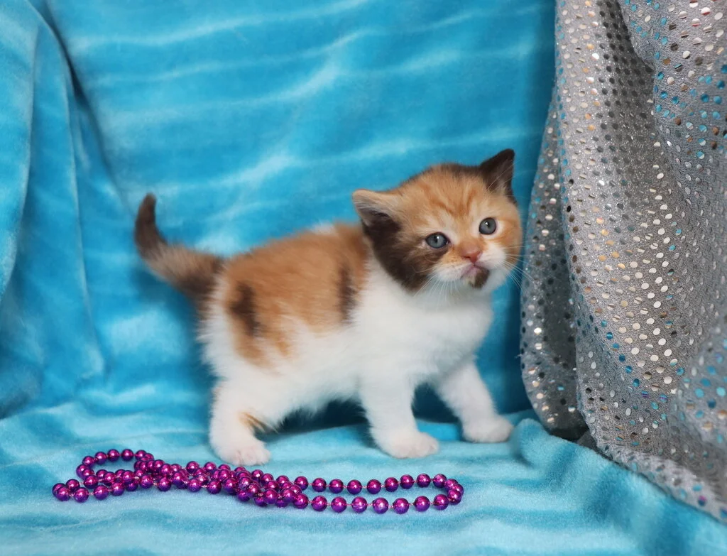 Minuet kittens for 2024 sale